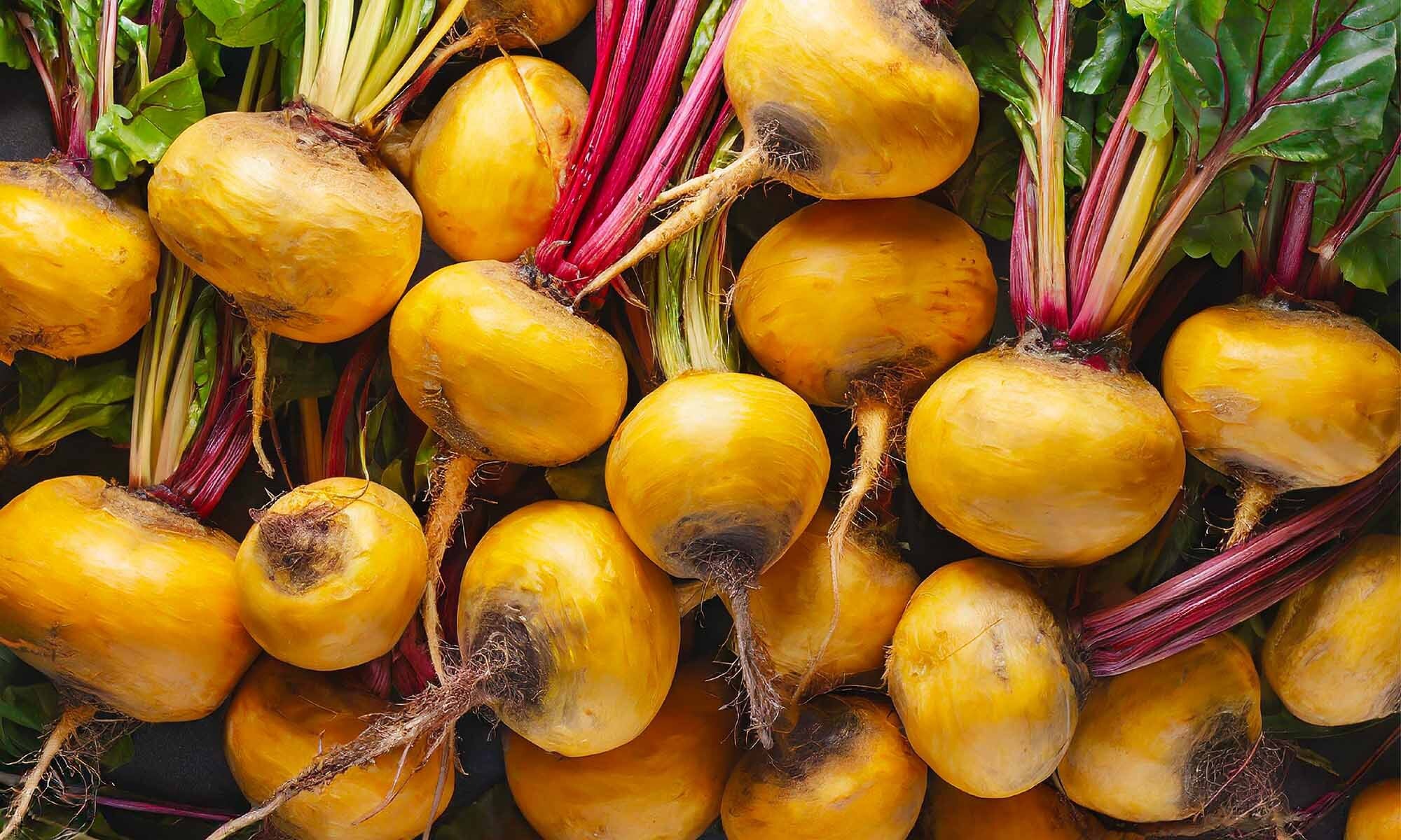 Viele Frische gelbe Bete Knollen mit Wurzel auf und nebeneinander